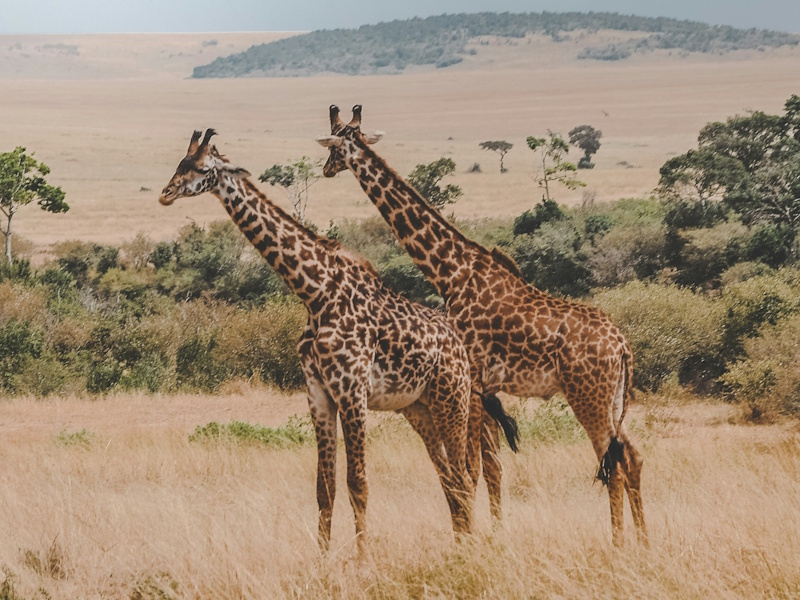 Elite Experience Safari